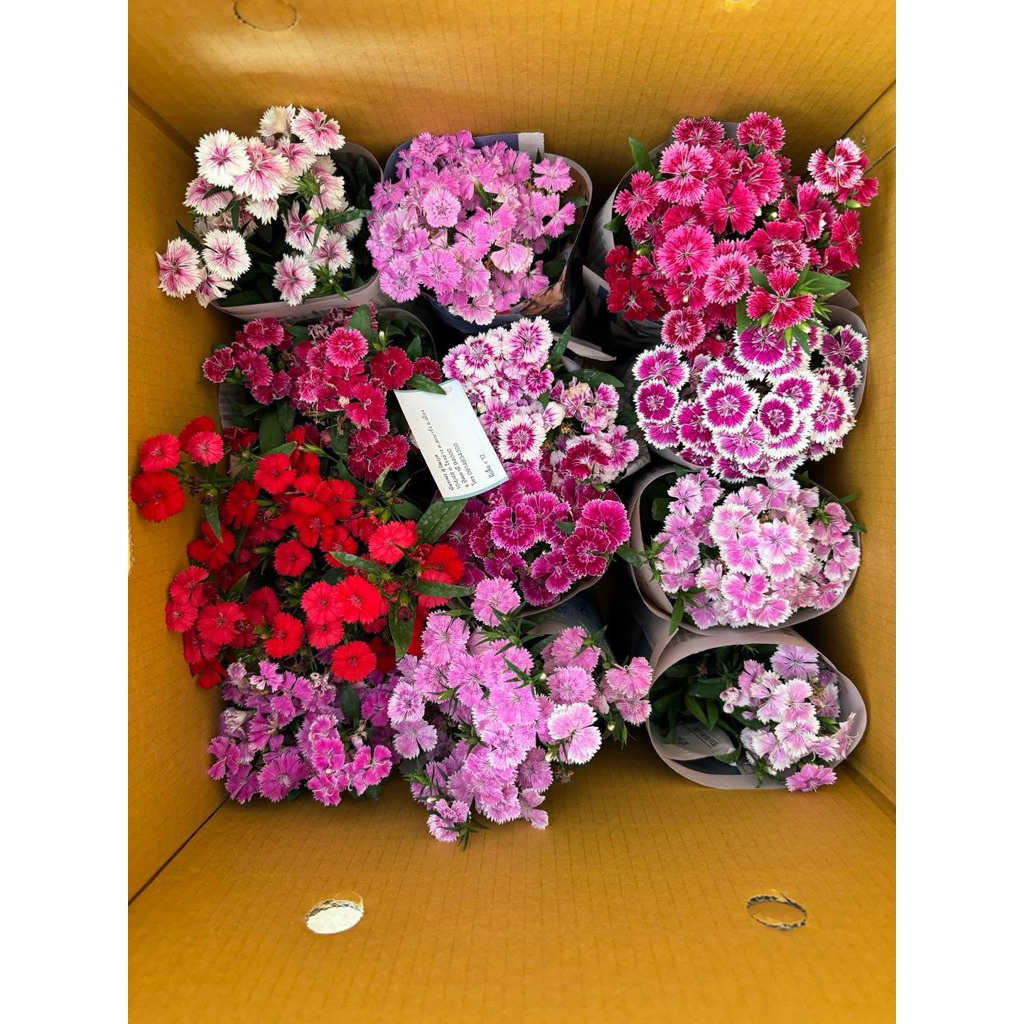 ดอกผีเสื้อ “Dianthus” ดอกไม้กินได้ (จำหน่ายแบบสุ่มสี)