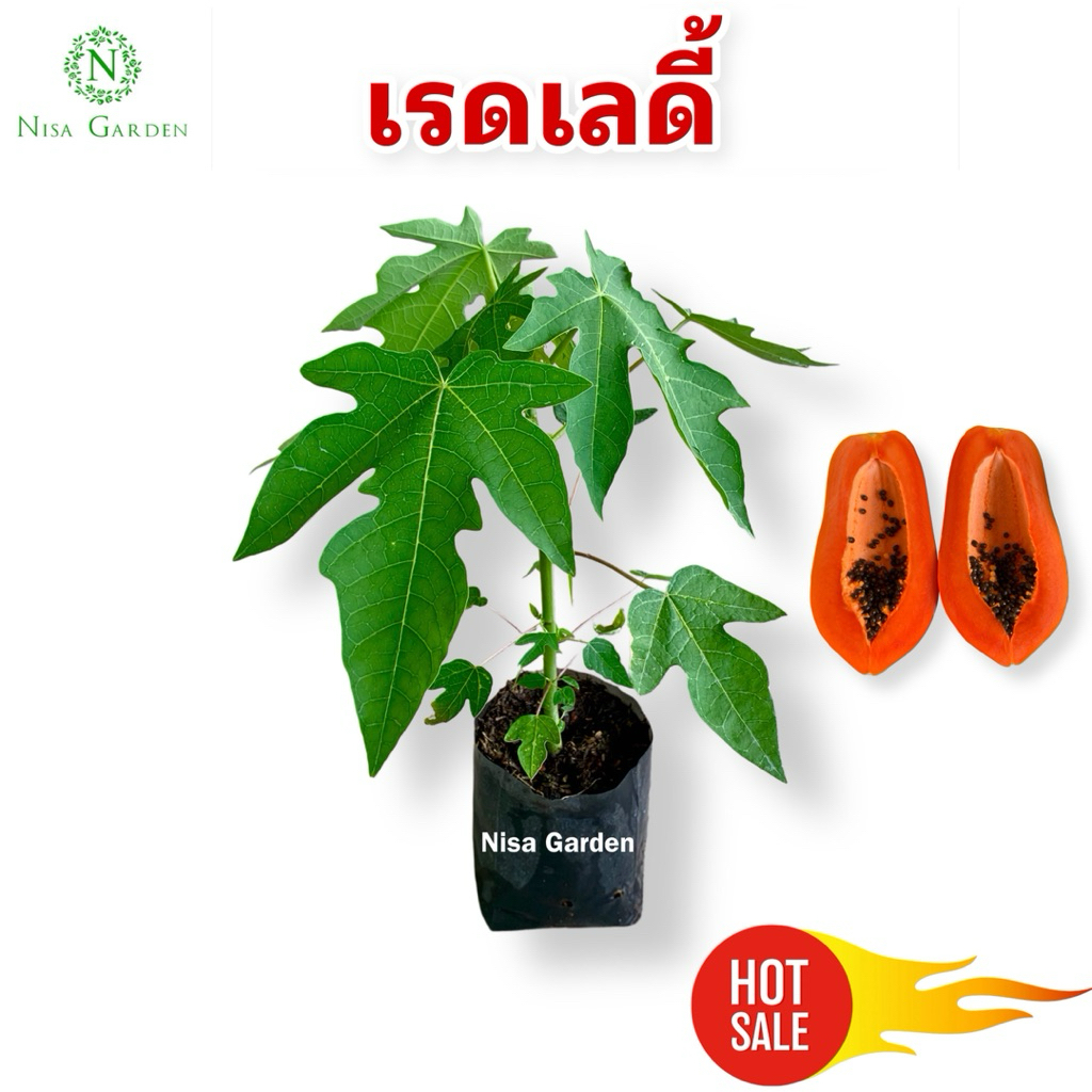 Nisa Garden ต้นกล้ามะละกอ เรดเลดี้ 🔥ซื้อ 5 แถมฟรี 1 🔥ส่งพร้อมถุงดำขนาด 2x6 นิ้ว