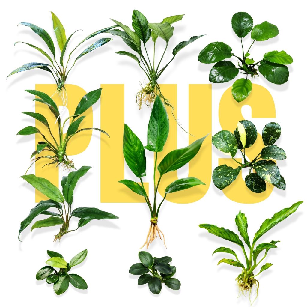 ชุดสุดคุ้ม ‘อนูเบียส’ - Mainamfarm 'ANUBIAS' Signature Collection Plus