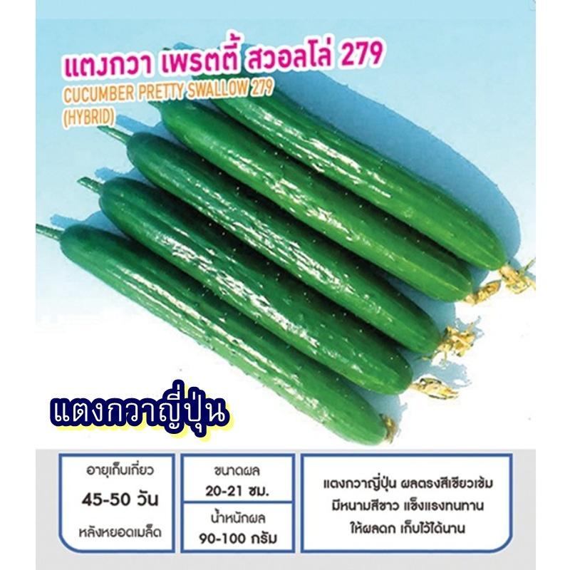 14 เมล็ด เมล็ดแตงกวาญี่ปุ่น เพรตตี้ สวอลโล่279 (อัตรางอก 85% ปลูกง่าย รสชาติหวานกรอบ อร่อยมาก ผลตรงสีเขียวเข้ม ให้ผลดก)
