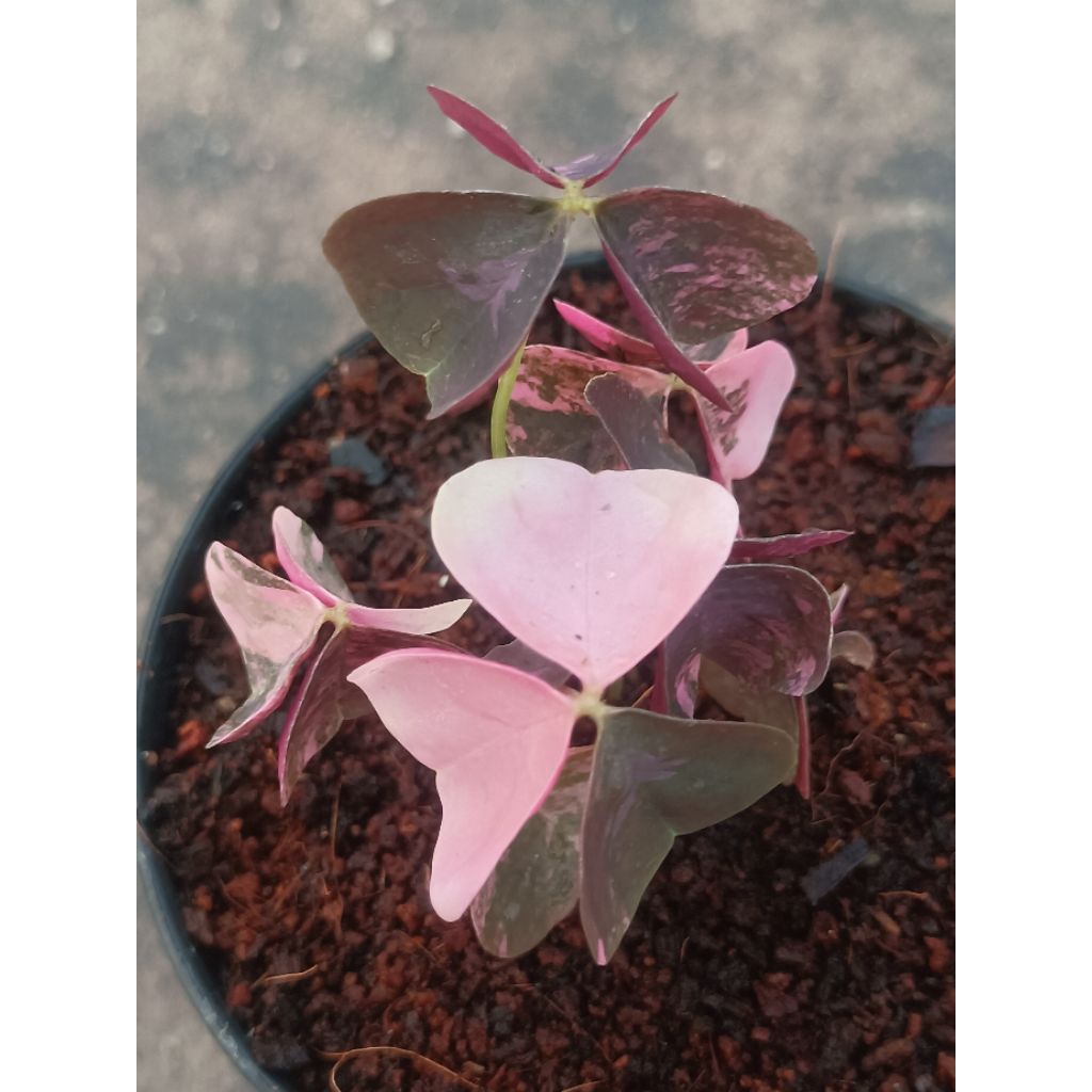 ผีเสื้อราตรีด่าง (Oxalis triangularis Variegated)
