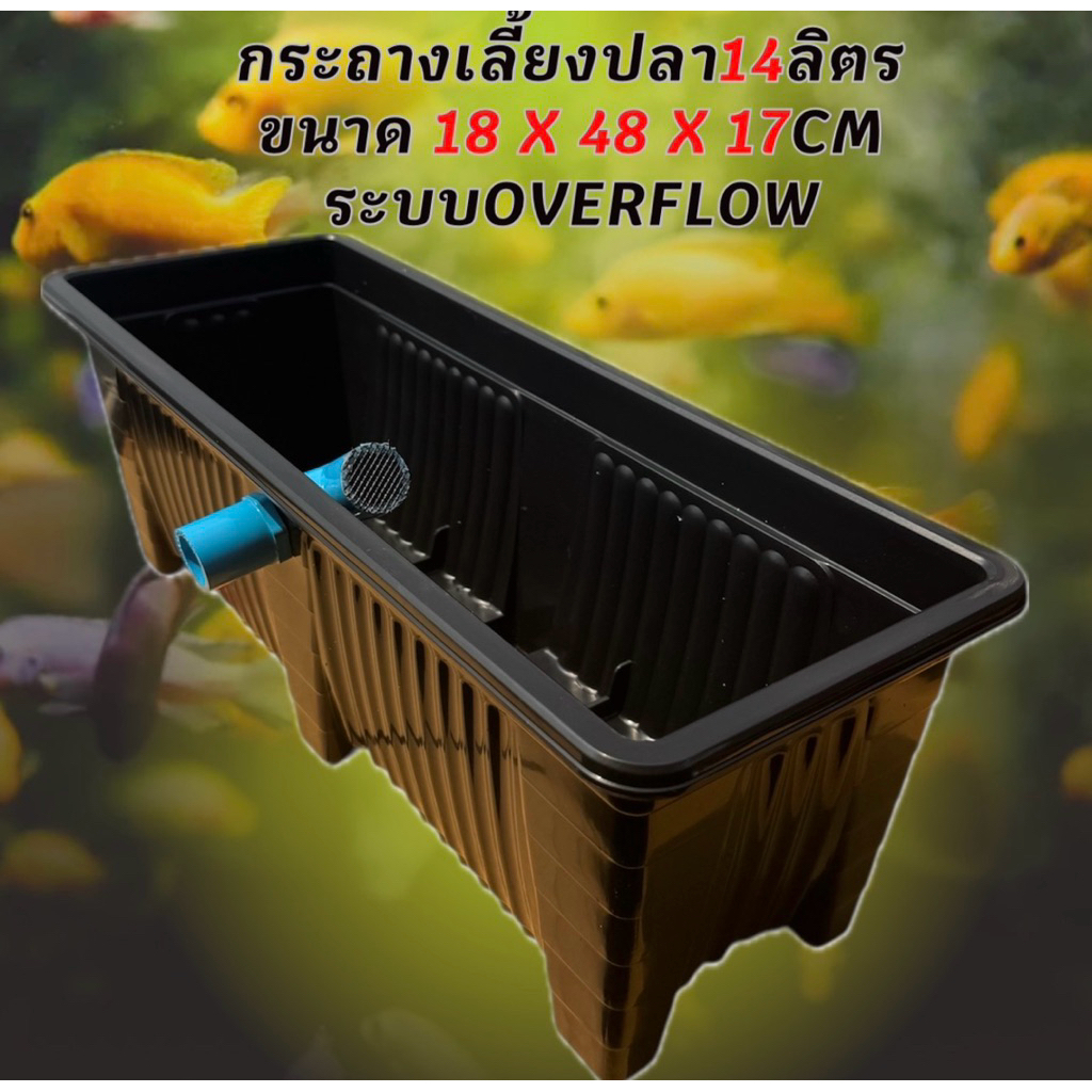 กระถางเลี้ยงปลามินิ 14 ลิตร ระบบoverflow ดำท่อฟ้า อ่างเลี้ยงปลา กรองตู้ปลา อ่างปลาบอลลูน อ่างปลาหางน