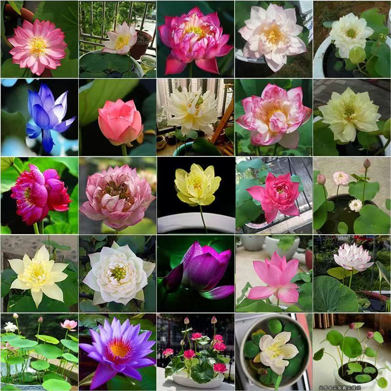 ผลผลิตสูง บรรจุ 12 เมล็ด สีผสม เมล็ดพันธุ์ ดอกบัวน้ำ เมล็ดบัวจิ๋ว Lotus Water Lily Seeds Hydroponic Lotus Flower Seed