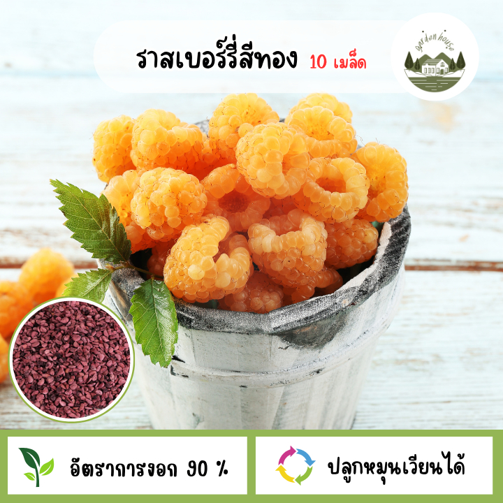 เมล็ดราสเบอร์รี่สีเหลืองทอง 10 เมล็ด