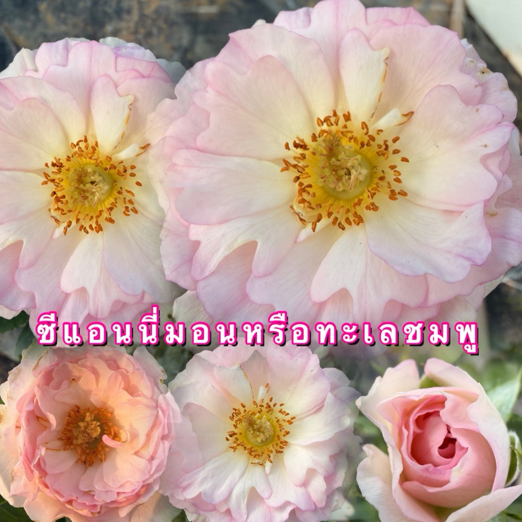 ซีแอนนี่มอน Sea Anemones ทะเลชมพู กลีบดอกหยักแฉกแหว่งคล้ายหนวดดอกไม้ทะเล