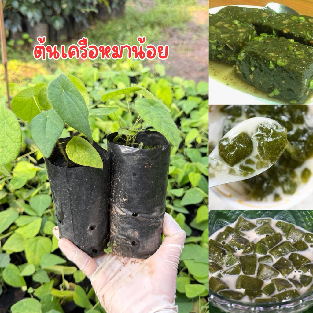 ต้นเครือหมาน้อย ทำวุ้น ชุด4ต้น80บาท พร้อมปลูกครับ