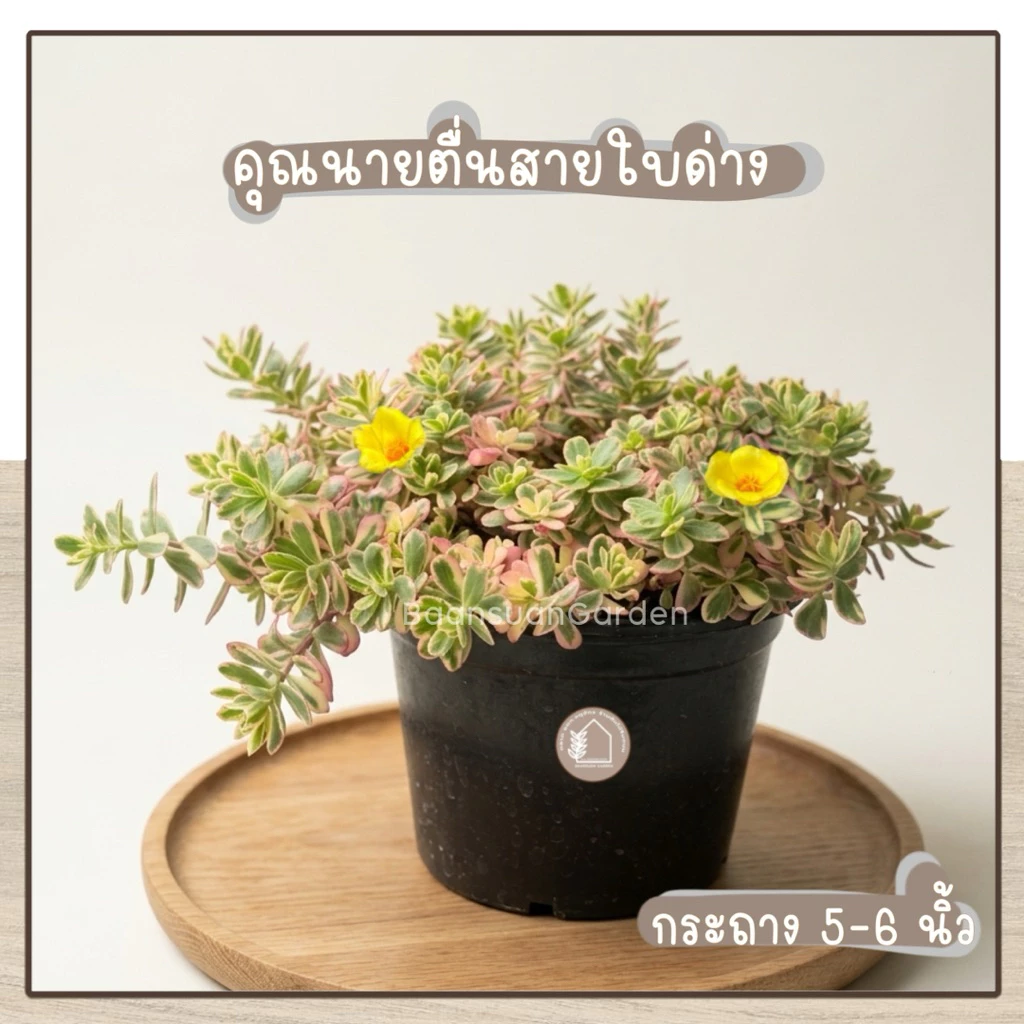 ต้นคุณนายตื่นสายใบด่าง พุ่มแน่น ชอบแดด กระถาง 5-6 นิ้ว คละสี