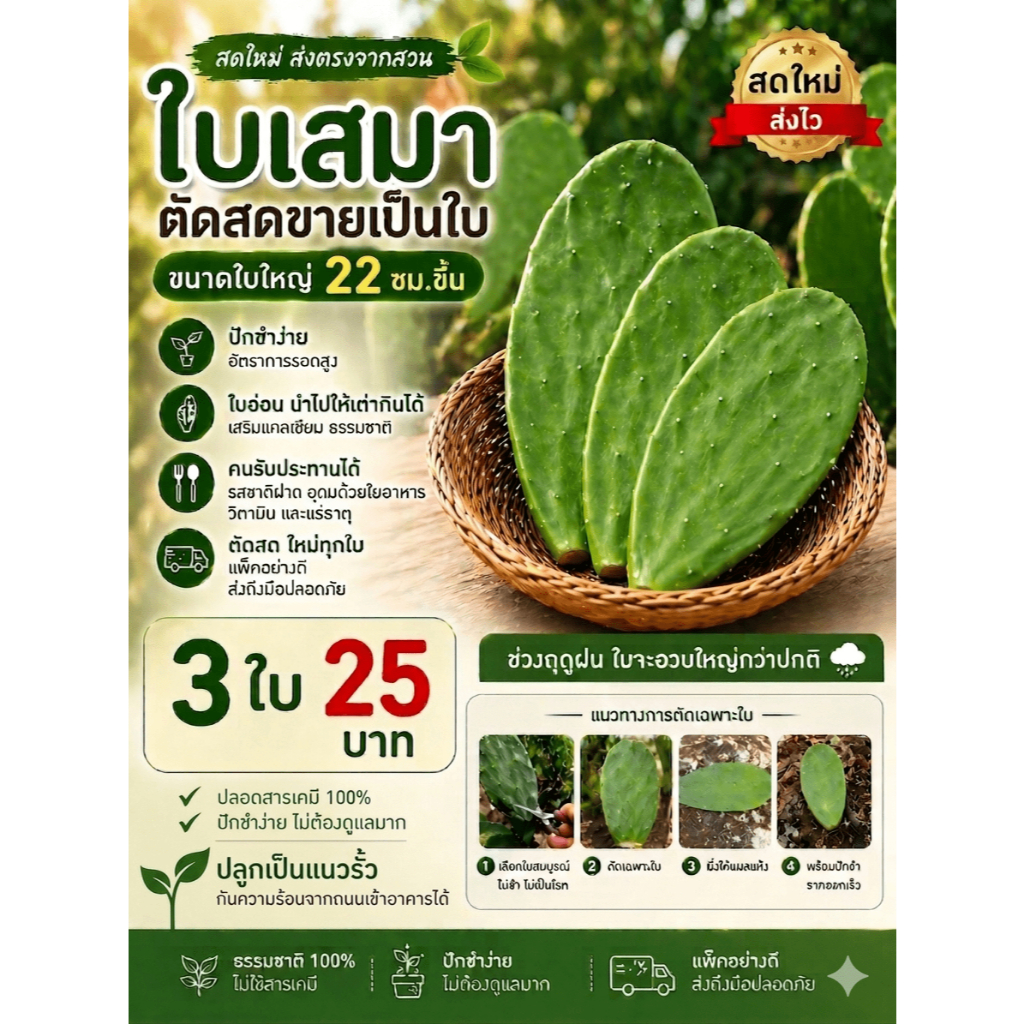 (หน้าฝนใหญ่จุกๆ) ใบเสมาไซส์ใหญ่22ซม.+ โอพันเทีย ตัดสด 3ใบ25บาท🌵