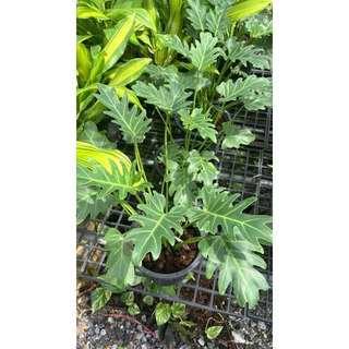🌿✨ ต้นซานาดู ใบสวย ฟอร์มแน่น ✨🌿 กระถาง 8 นิ้ว