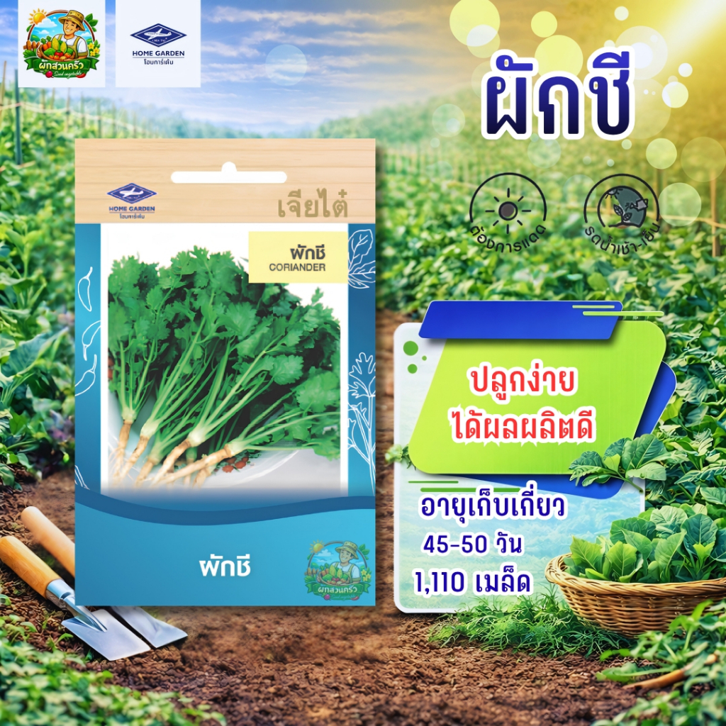 ผักชี CT/OP-076 ผักซอง เจียไต๋  เมล็ดพันธุ์ผัก เมล็ดผัก เมล็ดพืช ผักสวนครัว ประมาณ 1,110 เมล็ด