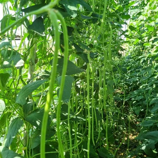 ถั่วฝักยาว พันธุ์เนื้อ CT/OP-047 ผักซองเจียไต๋ เมล็ดพันธุ์ผัก ถั่ว เมล็ดพืชผักสวนครัว ประมาณ 60เมล็ด