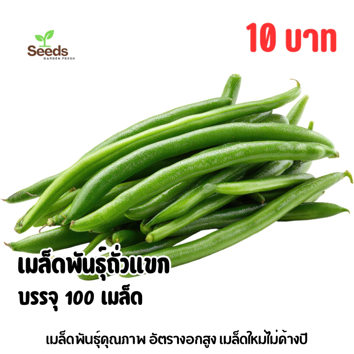 เมล็ดพันธุ์ถั่วแขก บรรจุ 100 เมล็ด