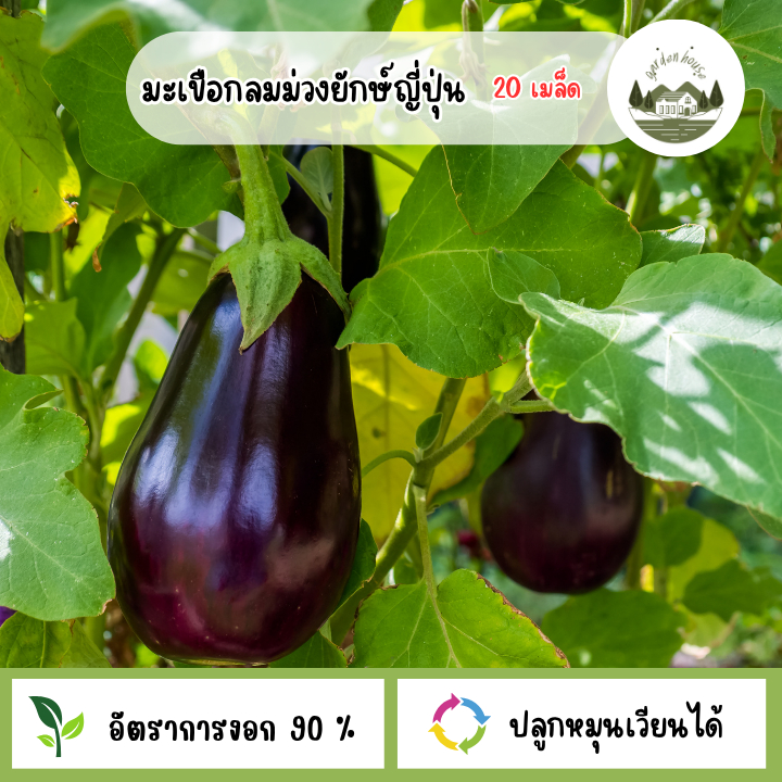 มะเขือม่วงยักษ์ญี่ปุ่น 20 เมล็ด