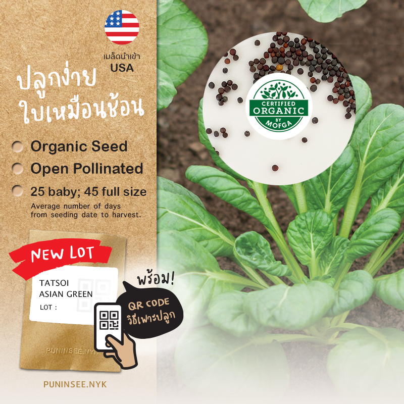 1แถม1 เมล็ดผักนำเข้า กวางตุ้งญี่ปุ่น แทตฉ่อย Tatsoi, Tat Choy (Organic Seed) กวางตุ้งดอกไม้​ไฟ ใบกลม