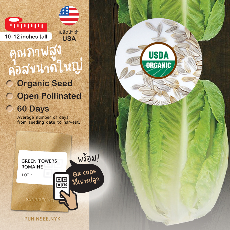 เมล็ดผักนำเข้า สลัดคอส โรเมน Romaine Lettuce (Organic Seed) Cos กรีนคอส ผักกาดคอส Salad ผักสลัด