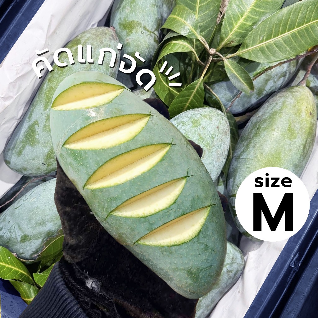 🇹🇭Oishi-fresh🥭มะม่วงเขียวเสวย(M)แก่จัด คัดพิเศษ ปลอดสารพิษ รสชาติกรอบ สด ใหม่ ใยอาหารสูง หวานออร์แกนิค เคลมได้ 1-2 วัน
