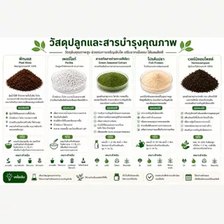 เมล็ดพันธุ์เคล 500 เมล็ด | เคลไดโนซาร์ เคลสการ์เล็ต เคลเวทส์บลู | นำเข้าจากอเมริกา | อัตรางอกสูง