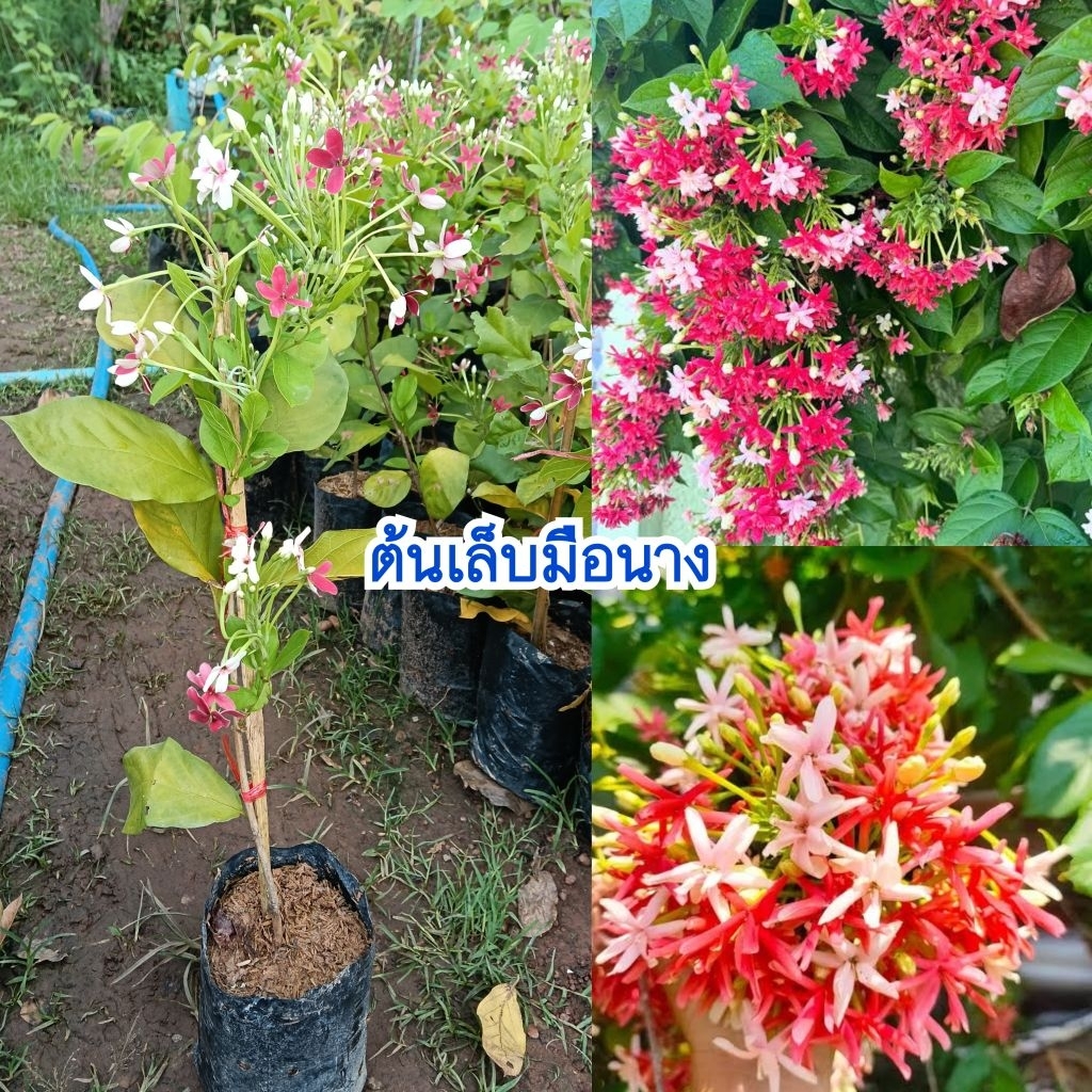 (ชุด 2 ต้น) ต้นเล็บมือนาง ดอกเปลี่ยนสีได้ถึง 3 สี ไม้ประดับมีกลิ่นหอมเย็น ชอบแดดจัด
