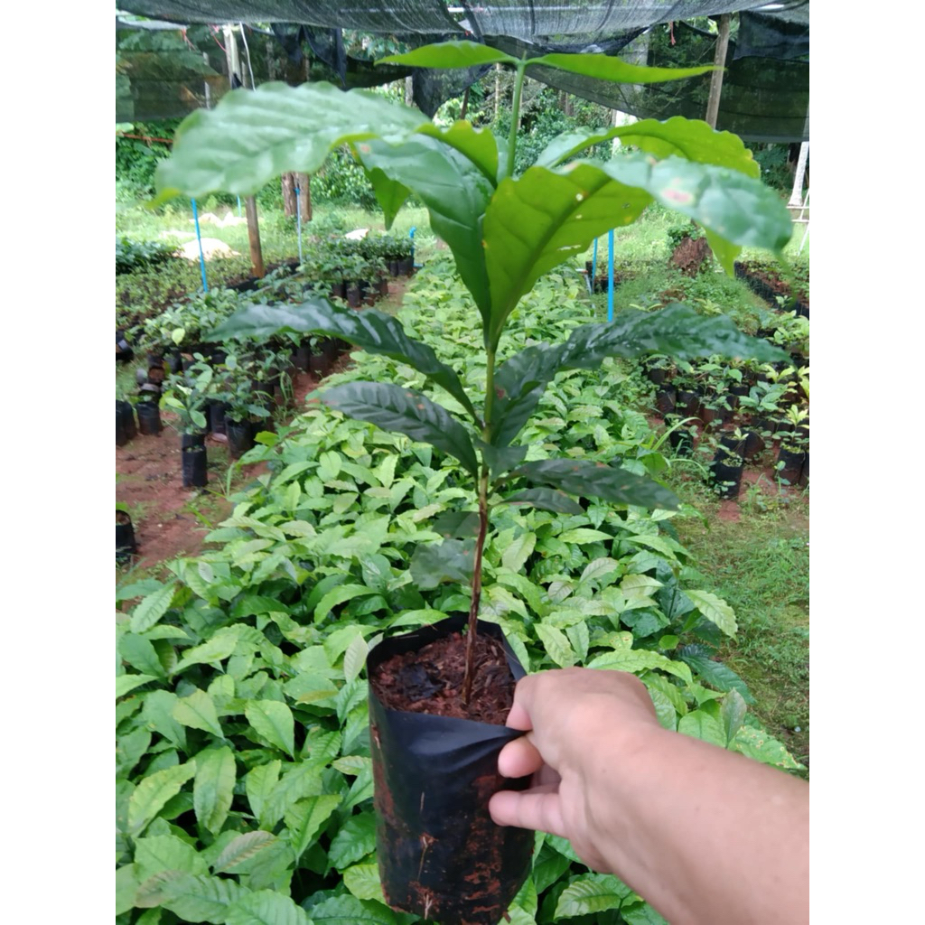 กล้ากาแฟโรบัสต้าชุมพร ชุด 10 ต้น สูง 30 cm + -