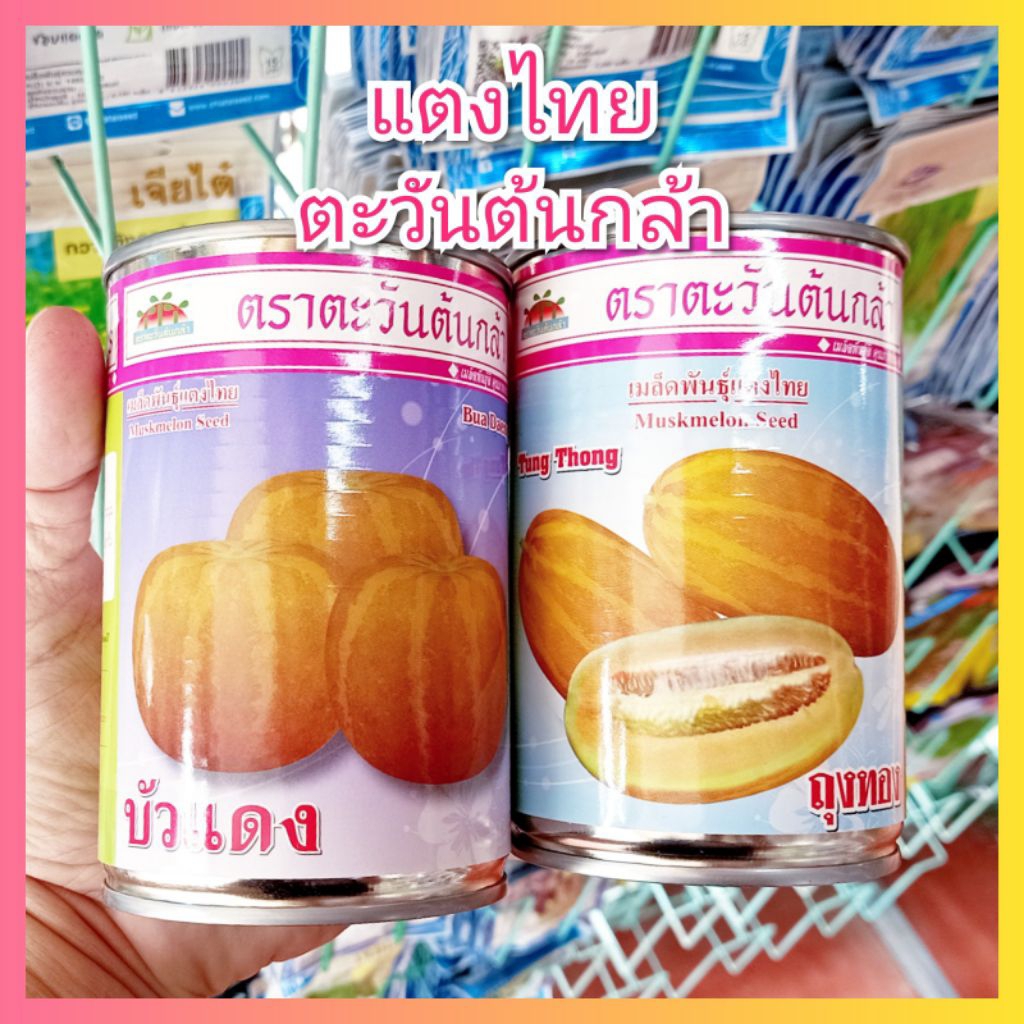 เมล็ดพันธุ์ แตงไทยกลม ตราตะวันต้นกล้า 80กรัม แตงไทยลูกกลม แตงไทยบัวแดง แตงไทยถุงทอง
