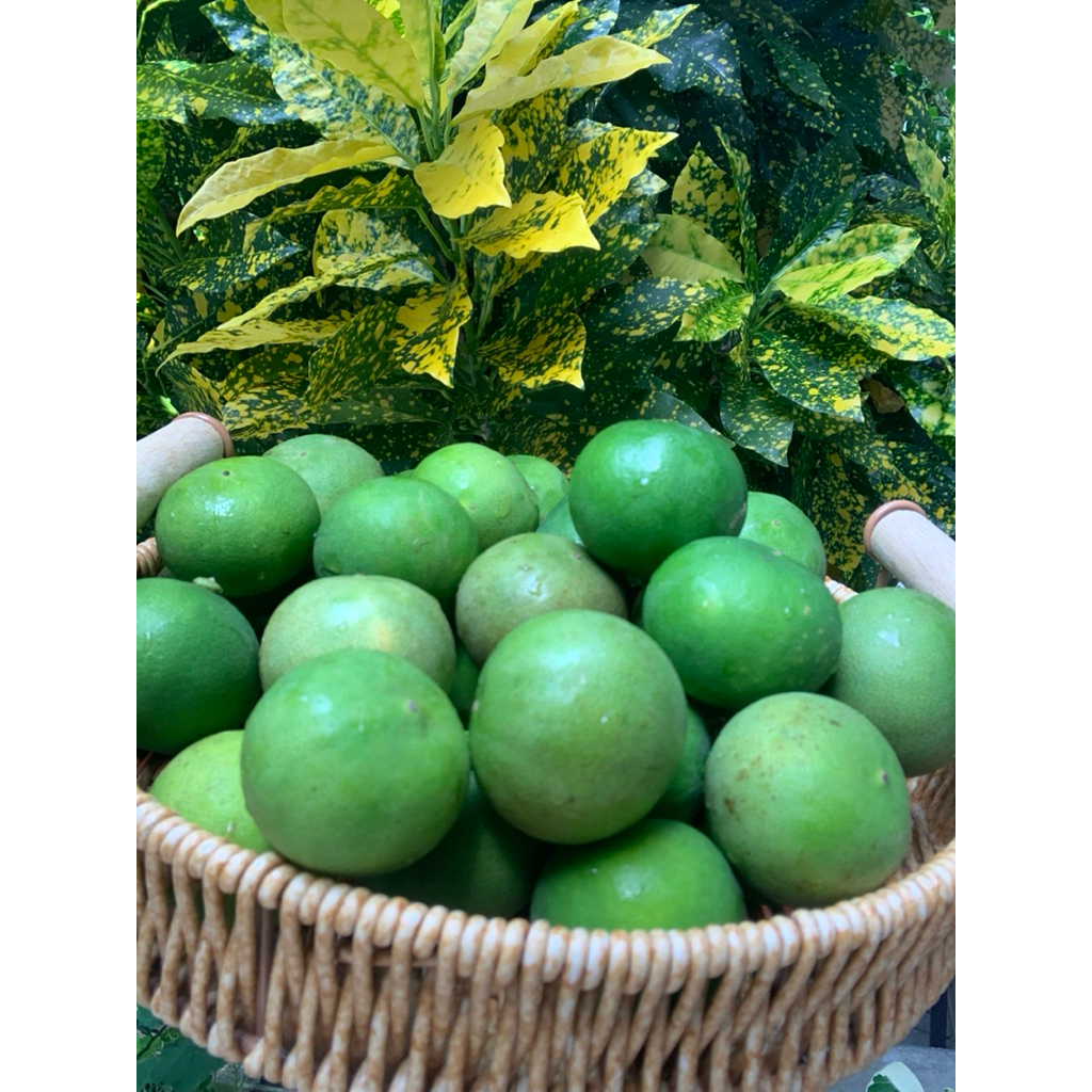 1กิโลกรัม มะนาวแป้นรำไพเบอร์600 เปลือกบางน้ำฉ่ำ เม็ดน้อยมีกลิ่นหอมลูกเขียวสดจัดส่งทุกวัน