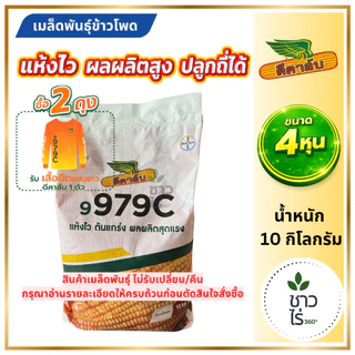 [หมดอายุ 2570] เมล็ดพันธุ์ข้าวโพด ดีคาล์บ 9979c *ขนาด 4 หุน* เม็ดใหญ่ แข็งแรง ยืนต้น ทนฝนทนแดด ผลผลิตสูง ความชื้นต่ำ