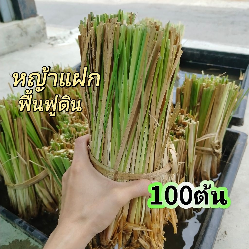 ต้นหญ้าแฝก​ ป้องกันดินทลาย​ ฟื้นฟูดิน​ (100ต้น)