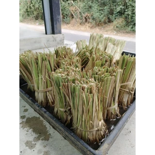 หญ้าแฝก ต้นแฝกฟื้นฟูดิน ป้องกันดินพังทลาย 100ต้น