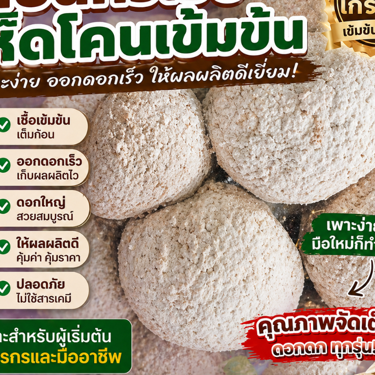แก่นเชื้อเห็ดโคนจำโบ้ เพาะง่าย มือใหม่ทำได้ งอกเร็ว