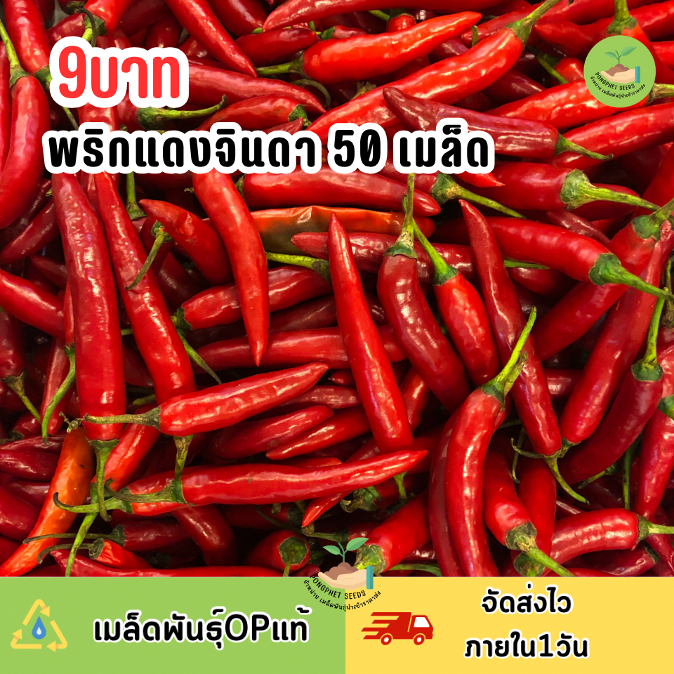 เมล็ดพันธุ์พริกแดงจินดา 50 เมล็ด