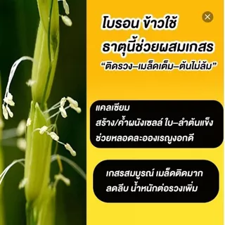 เอ-คอมโบ (A-Combo) สารบำรุงพืชสูตรเข้มข้น ช่วยขยายผล เพิ่มน้ำหนัก ขั้วเหนียว ลดการหลุดร่วง สำหรับพืชทุกชนิด ขนาด 1 ลิตร