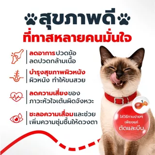 Antinol Cat แอนทินอล อาหารเสริมไขมัน บำรุงข้อ สำหรับแมว 1 กล่อง (60 เม็ด) Vetz Petz