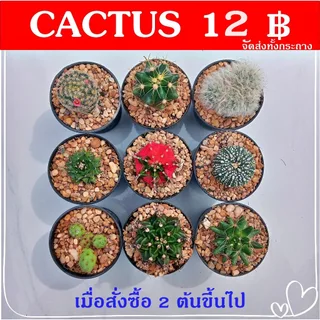 แคคตัส หลากหลายสายพันธ์ุ ต้นกระบองเพชร ต้นแคคตัส (แคคตัส กระบองเพชร)