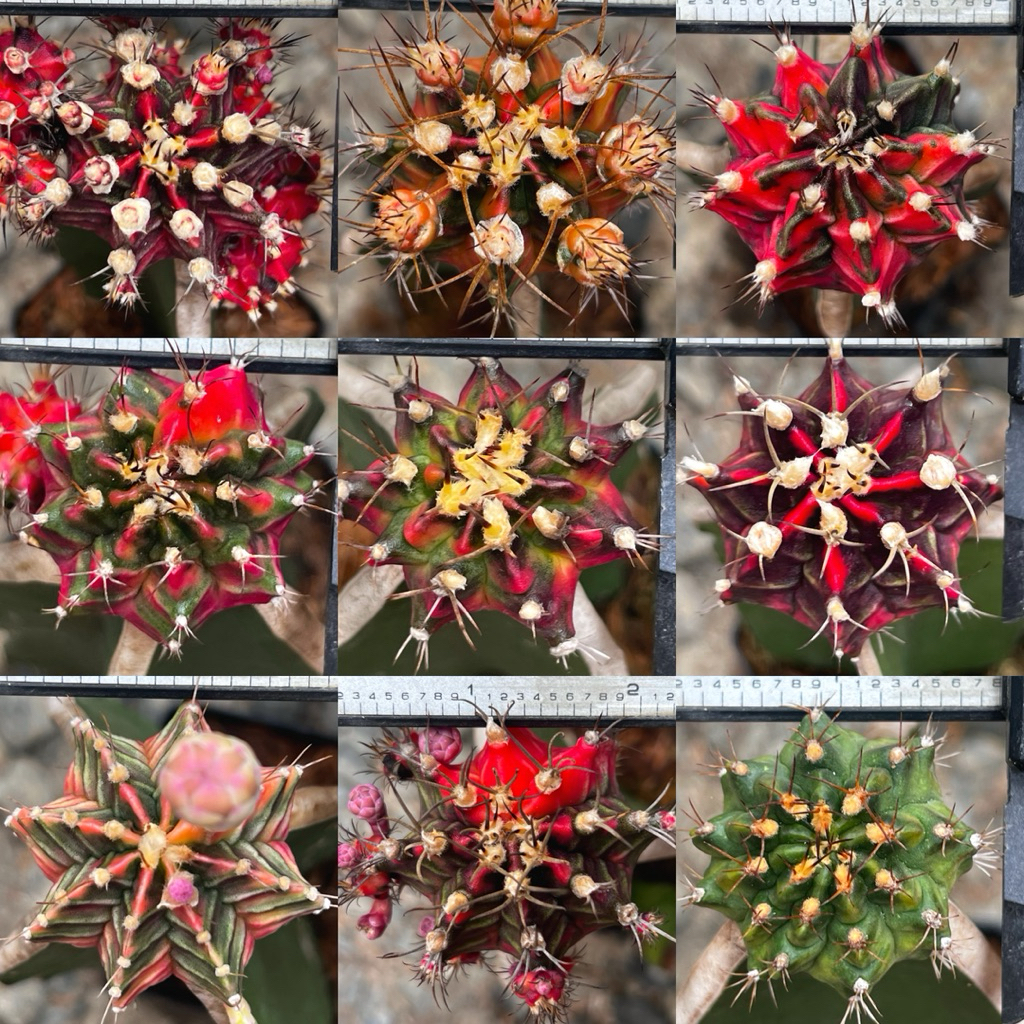 ไม้กราฟยิมโนด่างหลากหลายโคลนดังถูกสุดคุ้ม ราคา ถูกที่สุด ดีลบีเคเค แกลเลอรีภาพที่ 3