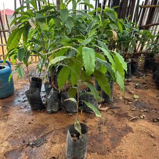 (ต้นเอบิว สูง 100-120cm. 1ต้น 199บาท )Abiu ต้นกล้า เอบิว ผลไม้ทองคำ ต้นเพาะเมล็ด จำนวนพันธ์ใต้หวัน ออกผลผลิตภายใน2-3ปี