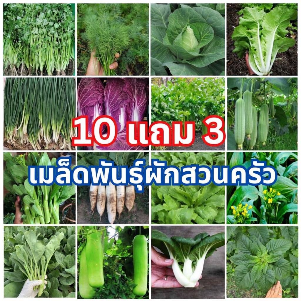 (พร้อมส่ง) เมล็ดผักสวนครัว แบ่งขาย ราคาถูก เหมาะสำหรับสวนขนาดเล็ก  ซื้อ 5 แถม 1 / ซื้อ 10 เเถม3 [ได้13ชิ้น]🔥