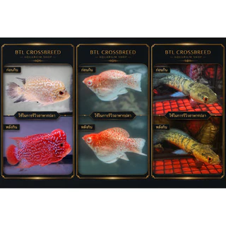RedJet ขนาดทดลอง1ห่อ20กรัม สูตรเร่งสีเข้มข้นสำหรับปลาสวยงามทุกสายพันธุ์
