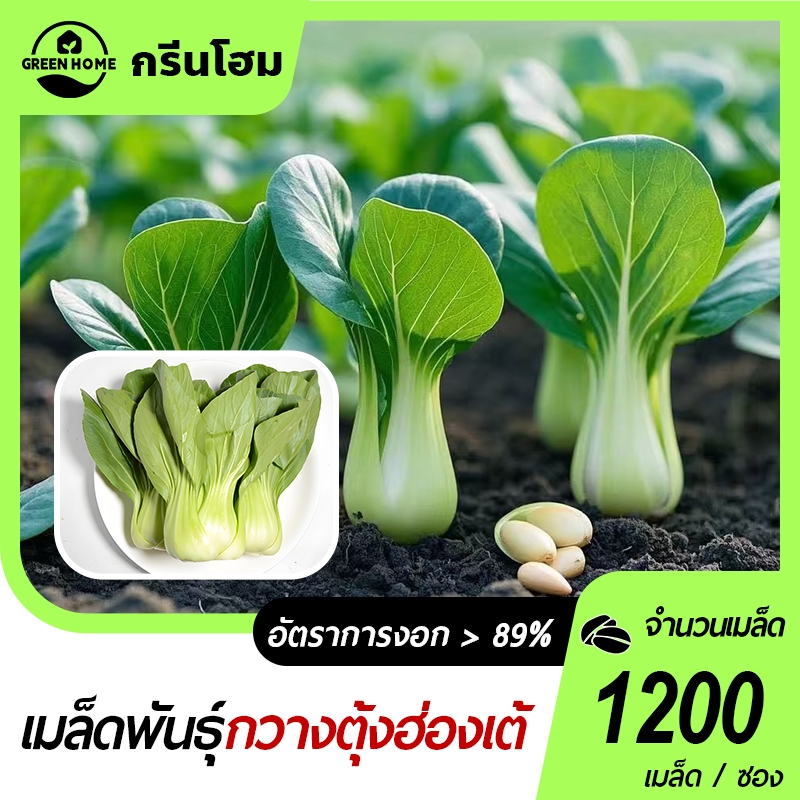 กวางตุ้งฮ่องเต้ เมล็ดพันธุ์แท้100% เมล็ดพันธุ์กวางตุ้ง 1200 เมล็ด งอกง่าย โตไว ทานอร่อย
