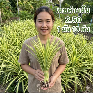 พันธุ์เตยด่างต้นละ 2.50 ปลูกง่าย ทนแดด
