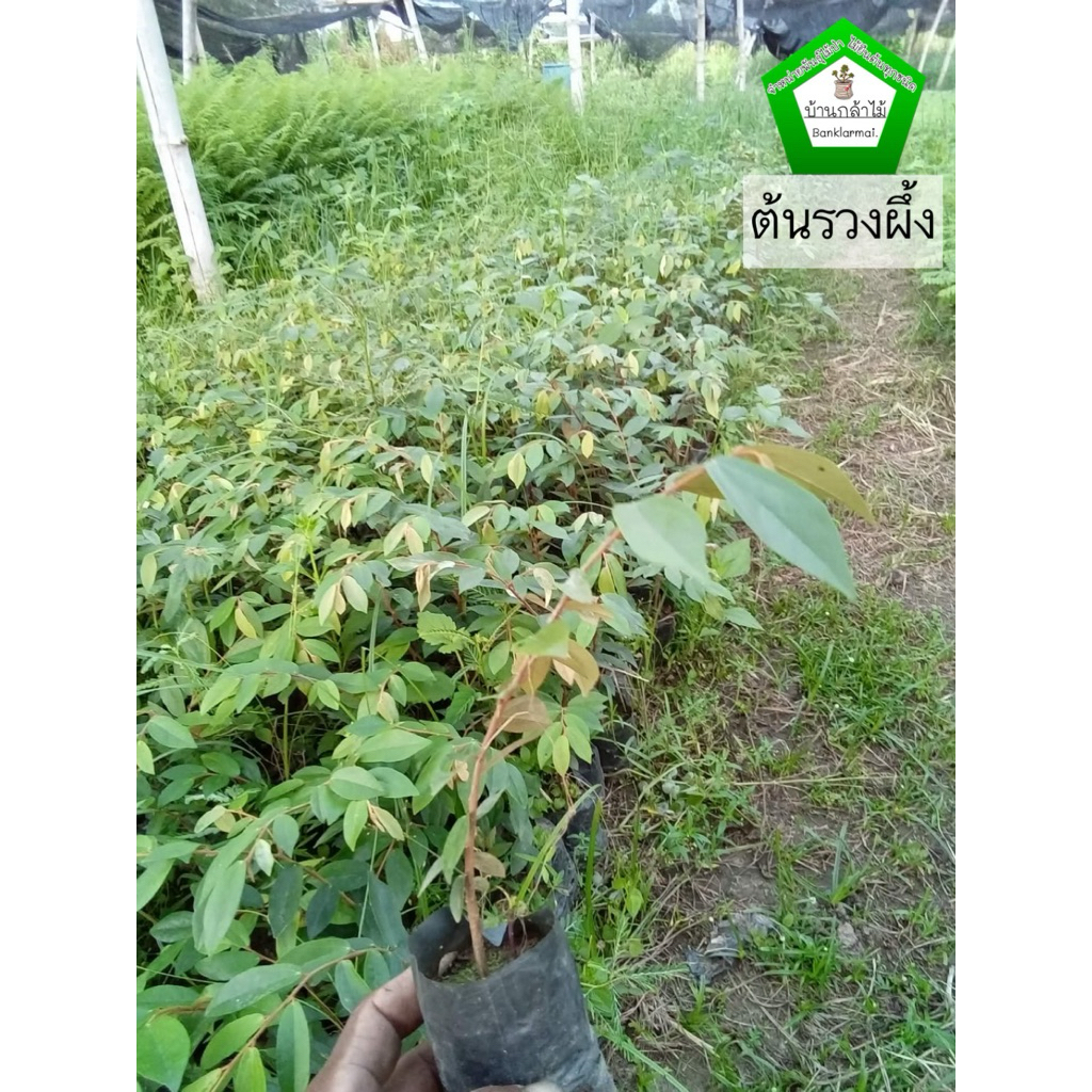 ต้นรวงผึ้ง เพาะเมล็ด 🐝  สินค้าเสียหาย แจ้งทางร้านได้เลยจ้า