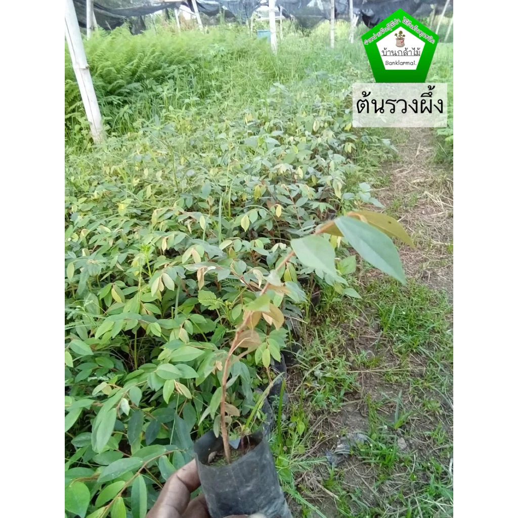 ต้นรวงผึ้ง เพาะเมล็ด 🐝 สินค้าเสียหาย แจ้งทางร้านได้เลยจ้า