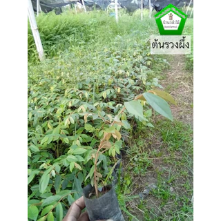 ต้นรวงผึ้ง เพาะเมล็ด 🐝 สินค้าเสียหาย แจ้งทางร้านได้เลยจ้า