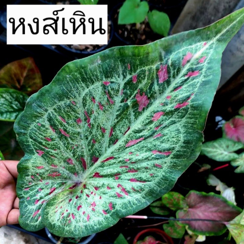 บอนสี หงส์เหิน ส่งทั้งกระถาง 4 นิ้ว ขนาดตามรูปที่ 2-8 แชทเลือกต้นได้ค่ะ ไม้ฟอกอากาศ ไม้มงคล ไม้ประดับ ไม้สวยงาม