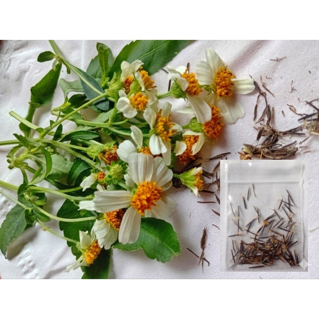 เมล็ดพันธุ์ดาวดอยปีนนกไส้100เมล็ด