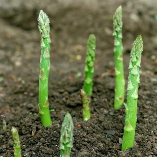 （ซื้อ 5 แถม 5 ฟร）เมล็ดพันธ์ุ หน่อไม้ฝรั่งพันธุ์บร็อคอินพรูฟ 50 เมล็ด Asparagus Brock's Improved หน่อไม้ฝรั่ง