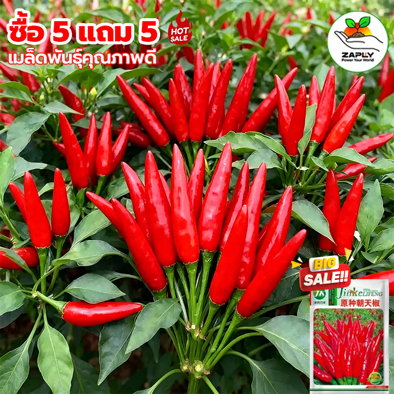 600เมล็ด [​ซื้อ 5 แถม 5 ฟรี]เมล็ด​พันธุ์​ พริกขี้หนู​ สีแดง​ เมล็ด งอกง่าย เผ็ดถึงใจ เม็ดผัก ผักสวนครัว พืชผัก ปลูกผัก