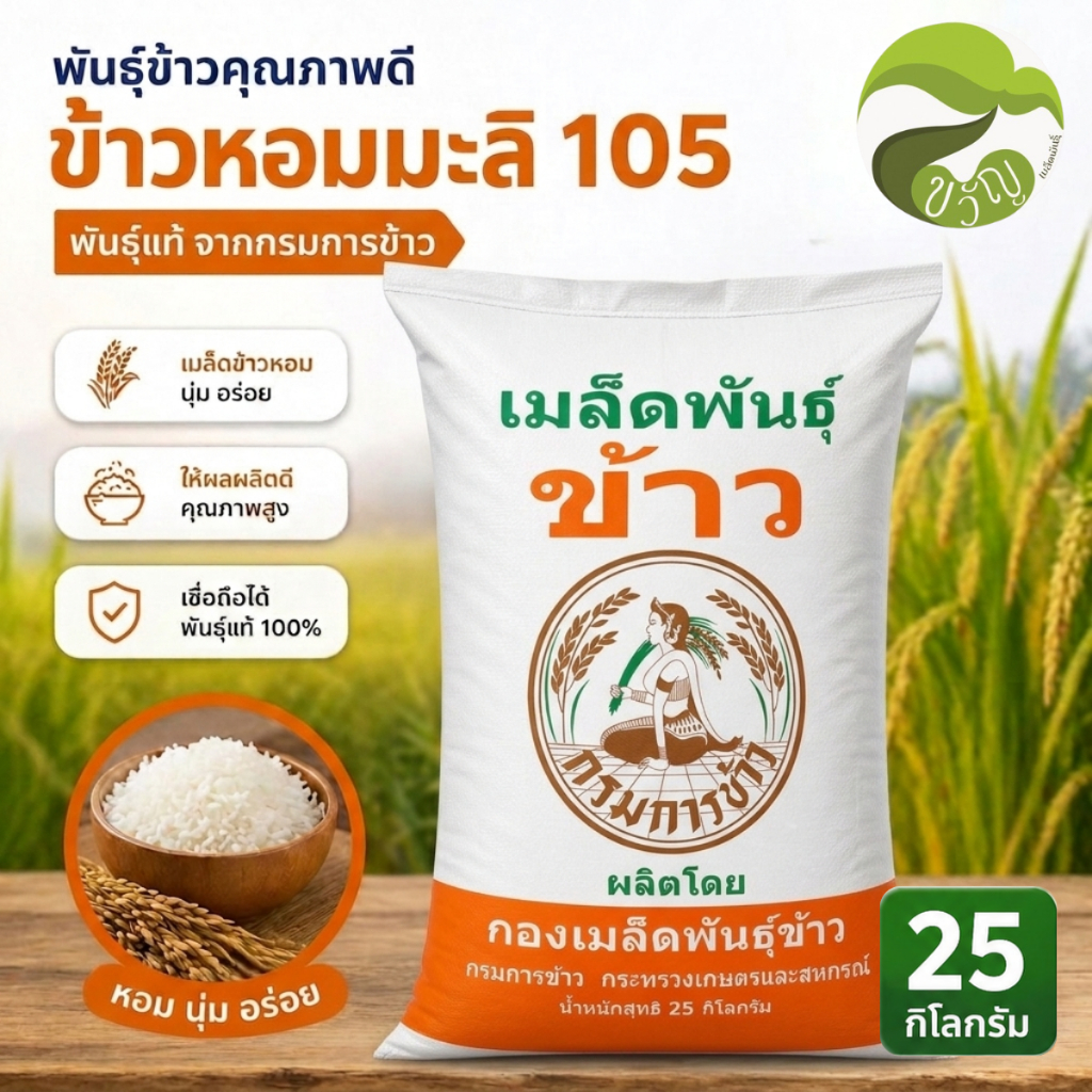 ข้าวหอมมะลิ105 พันธุ์ขยาย กรมการข้าว เมล็ดพันธุ์ข้าว พันธุ์ข้าว หอม นุ่ม ผลผลิตดี 25 กก.