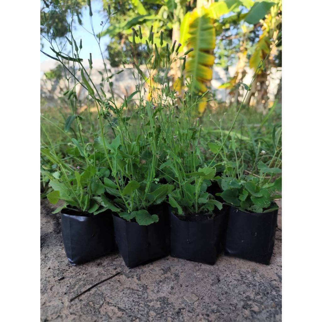 🌱ต้นพันธุ์หูปลาช่อน(2ถุงเพาะชำ)ผักลิ้นปี่ สินค้าพร้อมส่ง
