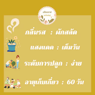 เมล็ดพันธุ์ ไวลด์ร็อกเก็ต 70เมล็ด Wild Rocket Seed เมล็ดพันธุ์แท้100%นำเข้าจากต่างประเทศ ปลูกผัก สวนครัว ถูก ดี ประหยัด