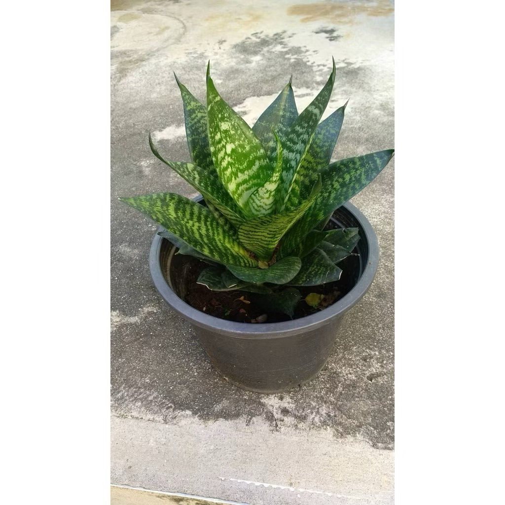 🌿 ลิ้นมังกรแคระขอบเขียว กระถาง 6 นิ้ว 🌿